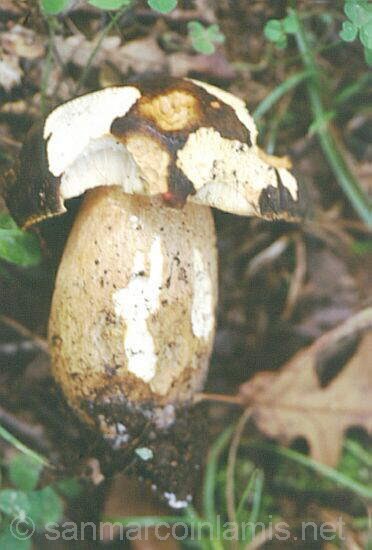 Funghi del Gargano. Boletus aereus - Porcino nero