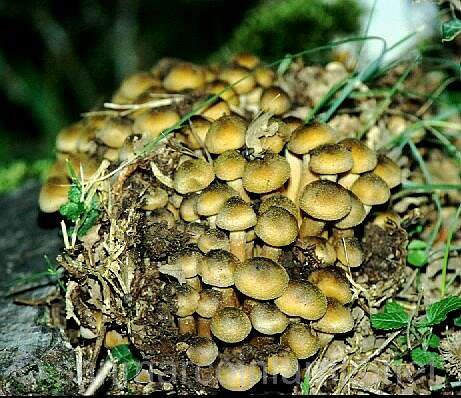 Funghi del Gargano. Il chiodino