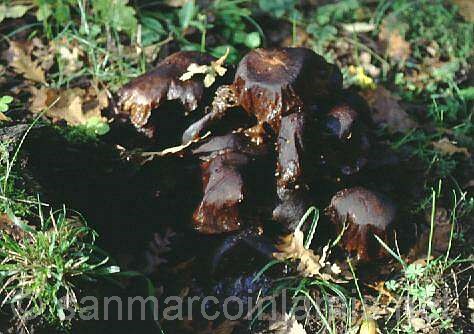 Funghi del Gargano. Il chiodino