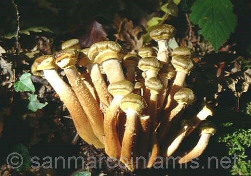 Funghi del Gargano. Il chiodino