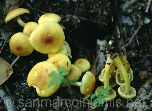 Funghi del Gargano. Il falso chiodino