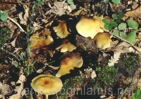 Funghi del Gargano. Il falso chiodino