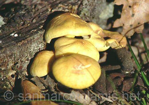 Funghi del Gargano. Il falso chiodino
