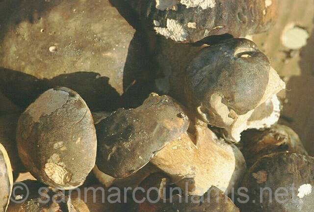 Funghi del Gargano. Il porcino nero