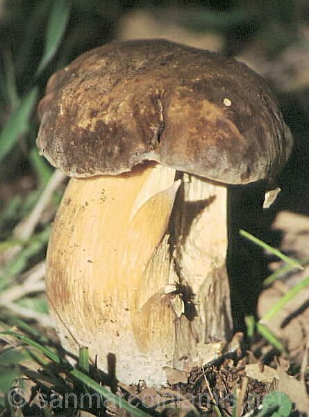 Funghi del Gargano. Porcino nero