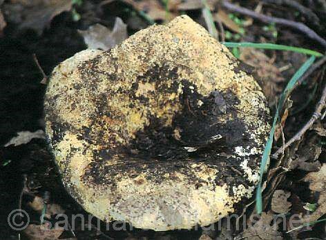 Funghi del Gargano. Russula delica