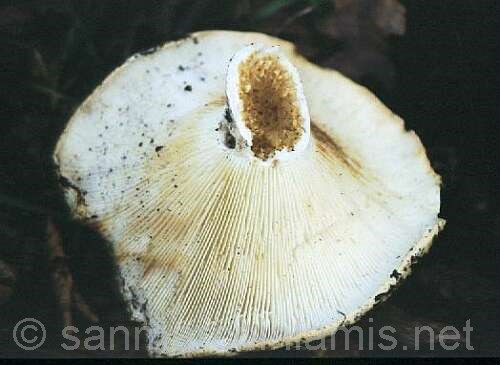 Funghi del Gargano. La russula delica