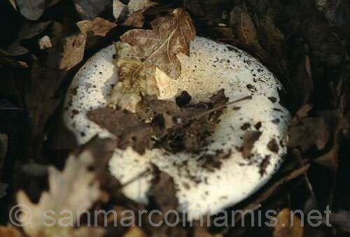 Funghi del Gargano. La russula delica