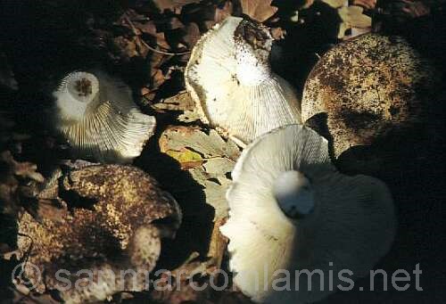 Funghi del Gargano. La russula delica