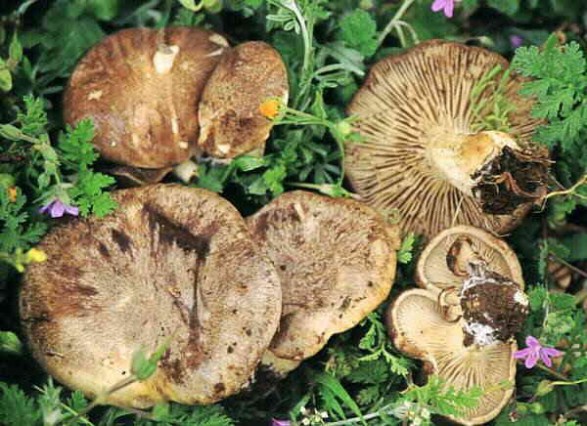 Cardarelli