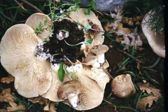 Fungo di ferula.