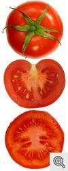 Pomodori interi ed in sezione