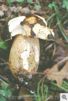 Funghi del Gargano. Boletus aereus - Porcino nero