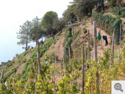 Le Cinque Terre