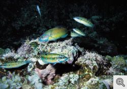 Isola di Ustica