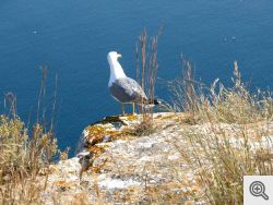 Isole Tremiti