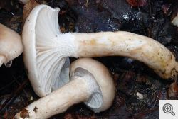 b_250_0_16777215_01_images_funghi_hygrophorus-persoonii-arnolds.jpg