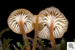 b_250_0_16777215_01_images_funghi_lamelle-decorrenti.jpg