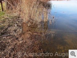 Immagini dell'Oasi del Lago Salso nel comune di Manfredonia