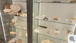 b_250_0_16777215_01_images_mario-villani_Saluto-29102019_07-Beni-culturali_tooltips_raccolta-paleontologica.JPG