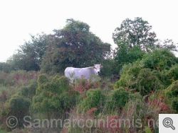 Mucca podolica - San Marco in Lamis