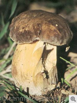 Funghi del Gargano. Porcino nero