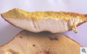 Un esemplare sezionato di boletus aereus