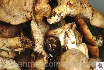 Funghi del Gargano. Pleurotus eryngii detto cardarello: gruppo di funghi