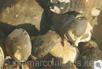 Funghi del Gargano. Il porcino nero
