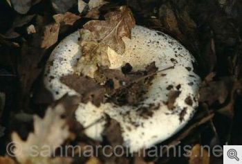 Funghi del Gargano. La russula delica