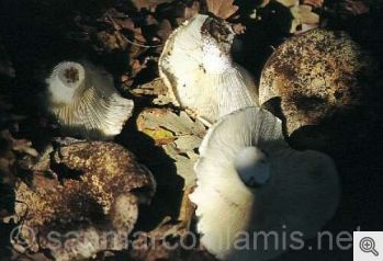 Funghi del Gargano. La russula delica