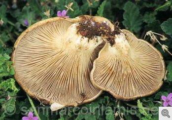 Funghi del Gargano. Pleurotus eryngii detto cardarello