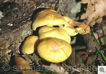Funghi del Gargano. Il falso chiodino