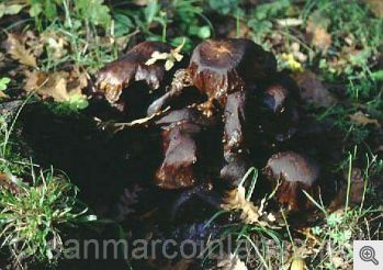 Funghi del Gargano. Il chiodino
