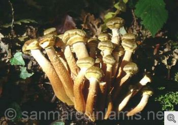 Funghi del Gargano. Il chiodino