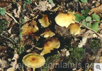Funghi del Gargano. Il falso chiodino