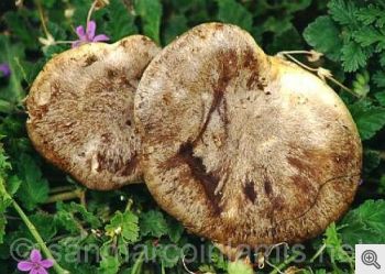 Funghi del Gargano. Pleurotus eryngii detto cardarello