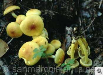 Funghi del Gargano. Il falso chiodino