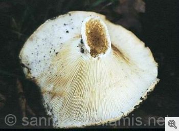 Funghi del Gargano. La russula delica