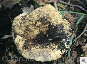 Funghi del Gargano. Russula delica