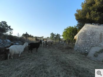 Capra garganica Il Gargano è Storia, Natura, Civiltà