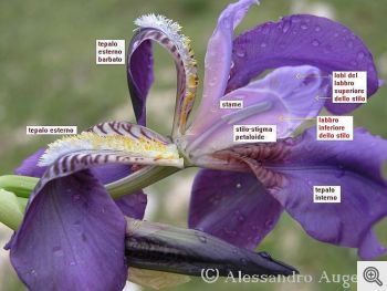 Esemplare di Iris chamaeiris.