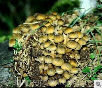 Funghi del Gargano. Il chiodino