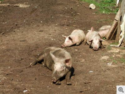 Spesso i maiali venivano castrati.