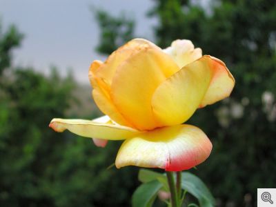 Come era il Maggio, il mese delle rose