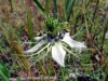 Ranunculaceae