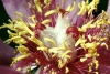 Paeoniaceae
