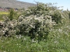 Ranunculaceae