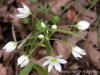 Liliaceae