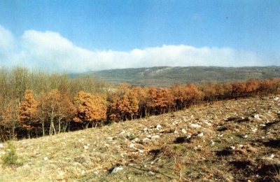 Località Antenne: Popolamento di alberi contornato da Roverella, specie eliòfila che si distingue benissimo in inverno per le foglie rossastre ancora attaccate ai rami. In primo piano ciò che resta delle conifere utilizzate per il rimboschimento e danneggiate dagli animali al pascolo.